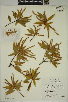 spécimen de Chrysolepis chrysophylla