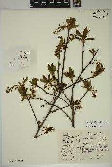 spécimen de Oemleria cerasiformis