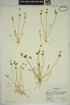 spécimen de Claytonia perfoliata