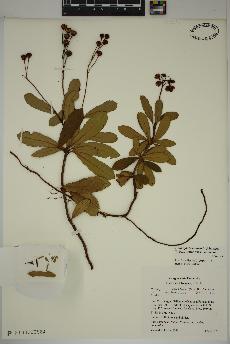 spécimen de Chimaphila umbellata