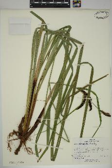 spécimen de Carex obnupta