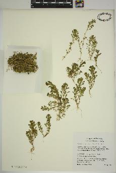 spécimen de Lythrum portula
