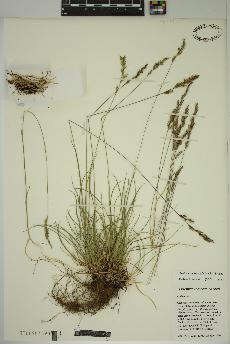 spécimen de Festuca trachyphylla