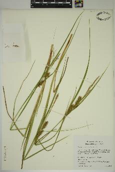 spécimen de Carex utriculata