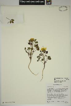 spécimen de Peritoma platycarpa