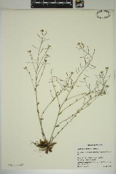 spécimen de Arabidopsis thaliana