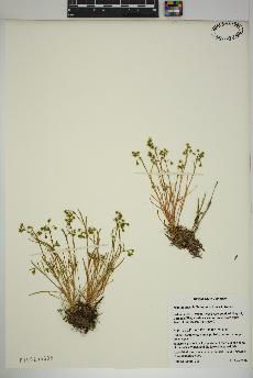 spécimen de Montia linearis