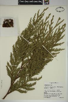 spécimen de Thuja plicata