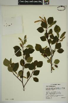 spécimen de Betula occidentalis