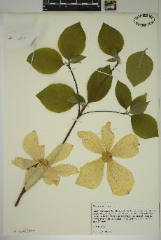 spécimen de Cornus nuttallii