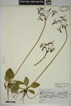 spécimen de Primula hendersonii