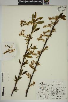 spécimen de Oemleria cerasiformis