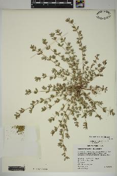 spécimen de Euphorbia maculata