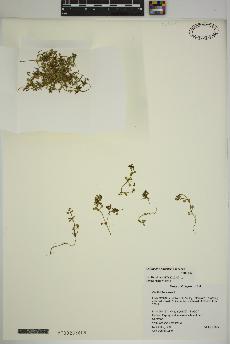 spécimen de Callitriche palustris