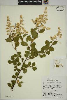 spécimen de Holodiscus microphyllus