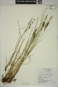 spécimen de Carex lenticularis