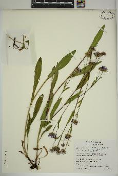 spécimen de Symphyotrichum foliaceum