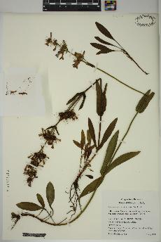 spécimen de Penstemon euglaucus
