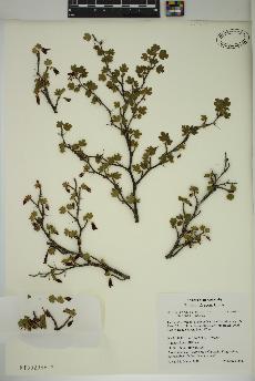 spécimen de Ribes roezlii