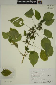 spécimen de Pilea pumila