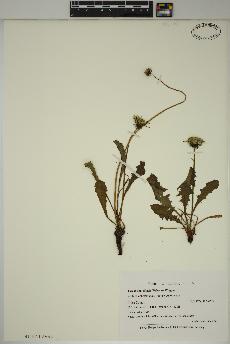 spécimen de Taraxacum officinale