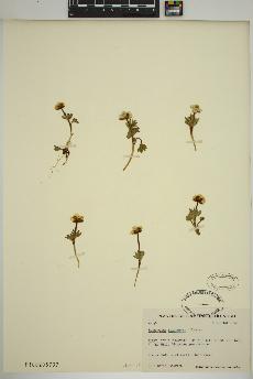 spécimen de Ranunculus sulphureus
