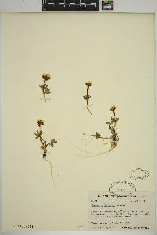 spécimen de Ranunculus sulphureus