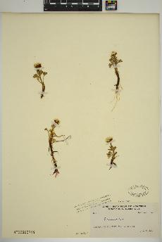 spécimen de Ranunculus sulphureus