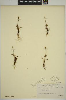 spécimen de Ranunculus sulphureus
