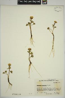 spécimen de Ranunculus sulphureus