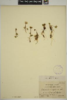 spécimen de Ranunculus sulphureus