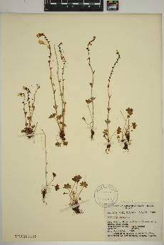spécimen de Saxifraga cernua