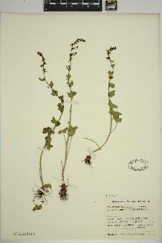 spécimen de Saxifraga cernua