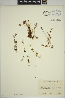 spécimen de Saxifraga cernua