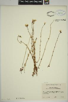 spécimen de Saxifraga cernua