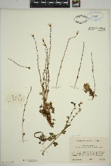 spécimen de Saxifraga cernua