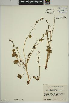 spécimen de Saxifraga cernua