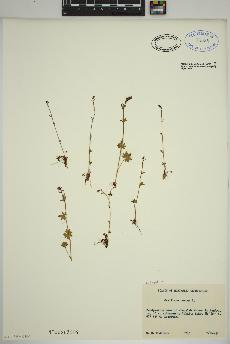 spécimen de Saxifraga cernua