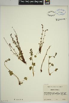 spécimen de Saxifraga cernua