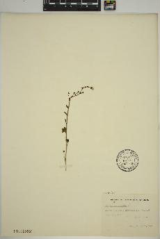spécimen de Saxifraga cernua