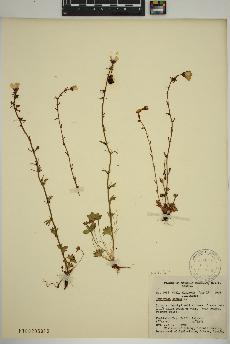 spécimen de Saxifraga cernua