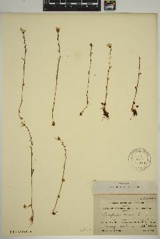spécimen de Saxifraga cernua