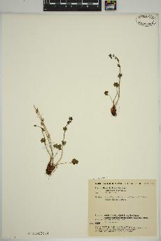 spécimen de Saxifraga cernua