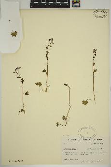 spécimen de Saxifraga cernua