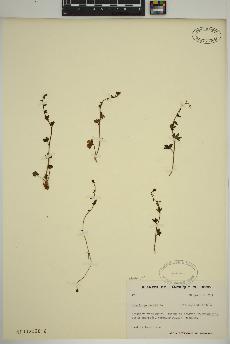 spécimen de Saxifraga cernua