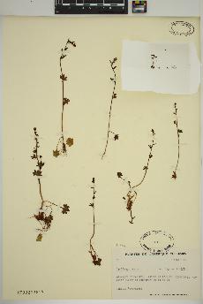 spécimen de Saxifraga cernua
