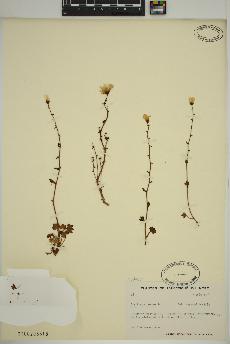 spécimen de Saxifraga cernua