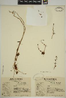 spécimen de Saxifraga cernua