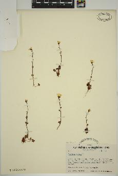 spécimen de Saxifraga cernua