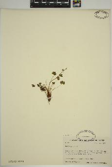 spécimen de Saxifraga cernua